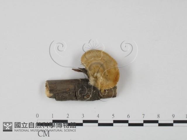 登錄號:F0006641藏品圖，第3張