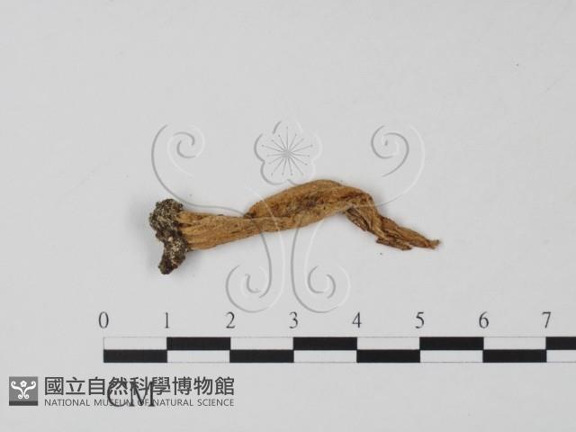 登錄號:F0011641藏品圖，第1張