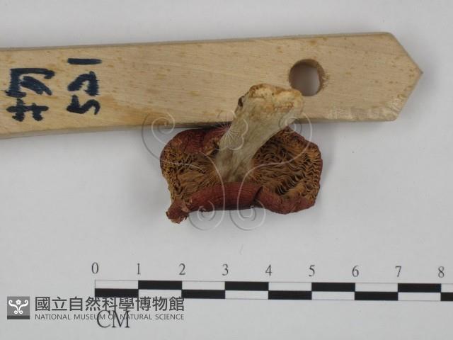 登錄號:F0024641藏品圖，第3張