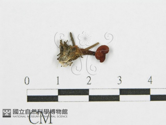 登錄號:F0002641藏品圖，第3張