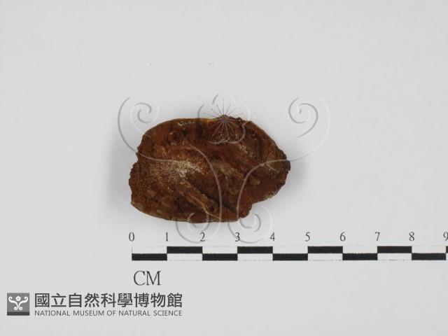 木層孔菌屬藏品圖，第3張