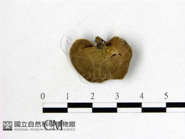 毛木耳藏品圖，第3張