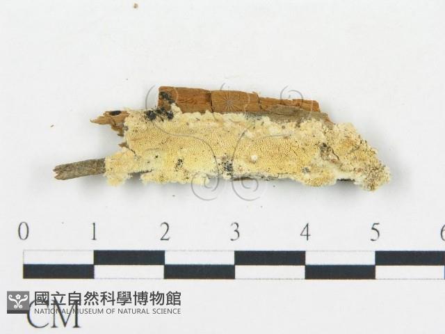 登錄號:F0017641藏品圖，第1張