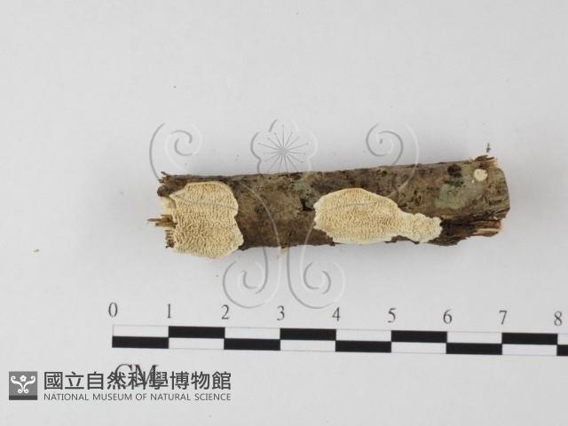 登錄號:F0025641藏品圖，第3張