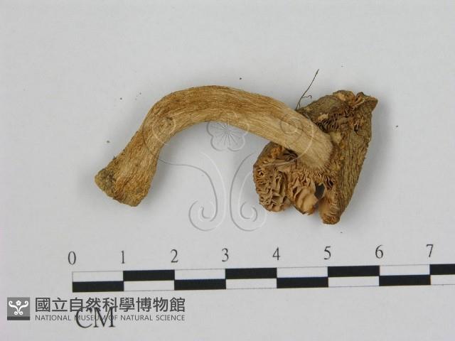 小皮傘屬藏品圖，第3張