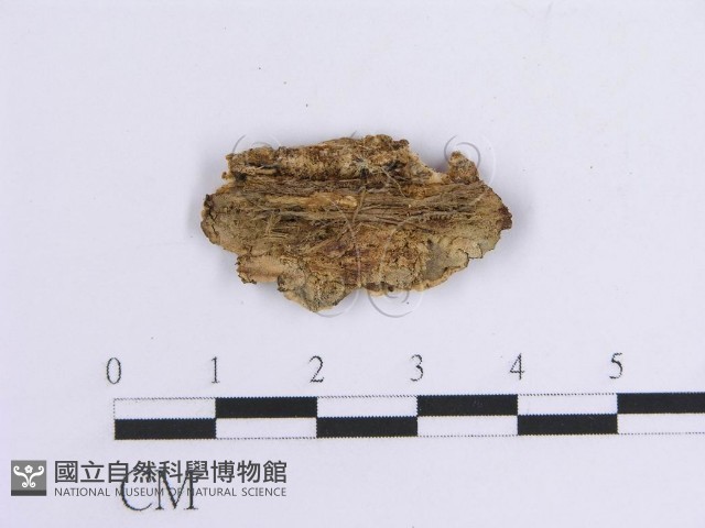 韌革菌屬藏品圖，第3張