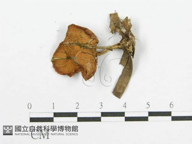 登錄號:F0008441藏品圖，第3張