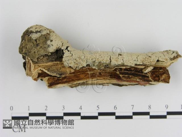 登錄號:F0020441藏品圖，第3張