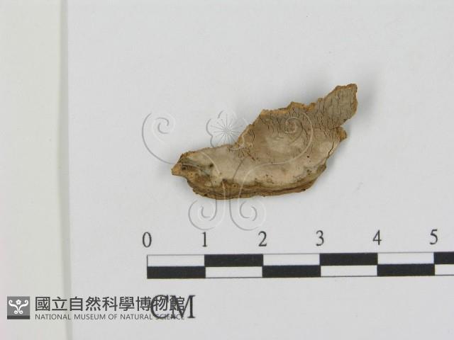 登錄號:F0000441藏品圖，第1張