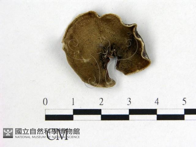 毛木耳藏品圖，第3張