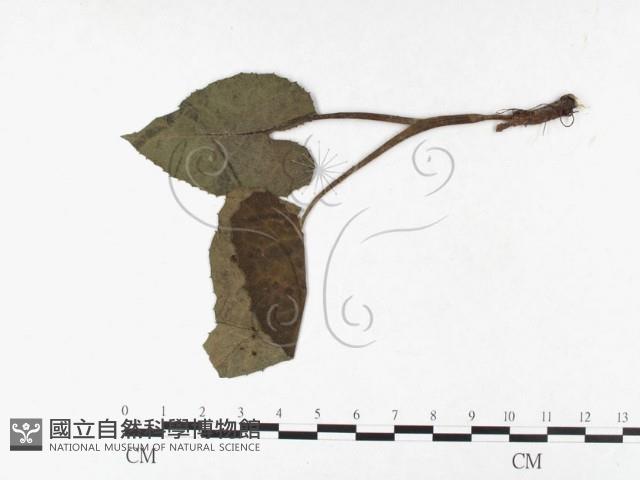 登錄號:F0026441藏品圖，第1張