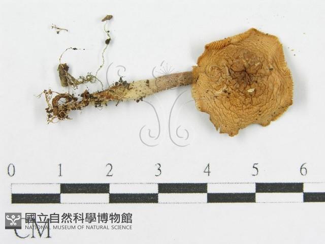 登錄號:F0016441藏品圖，第3張