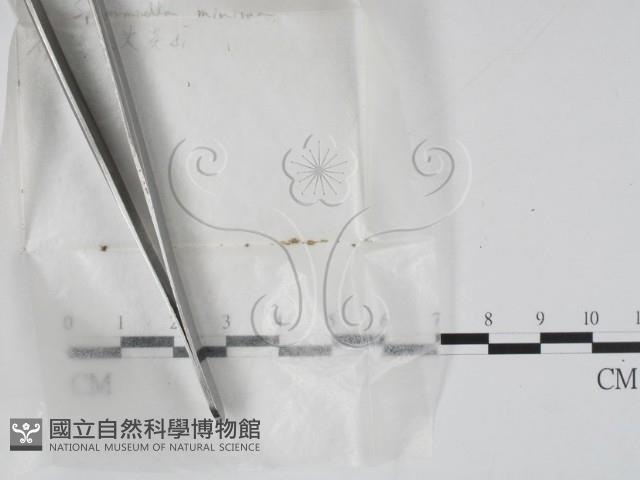登錄號:F0001441藏品圖，第3張