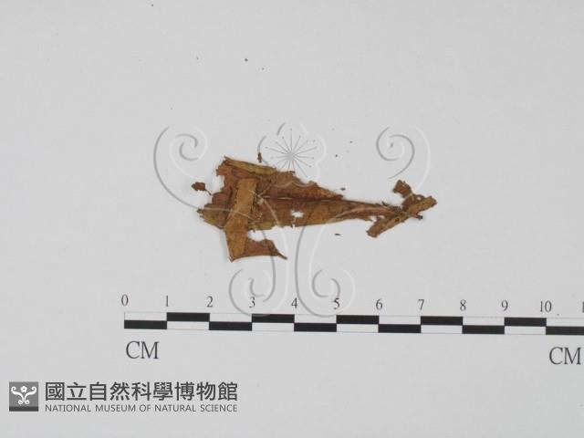 登錄號:F0011441藏品圖，第3張