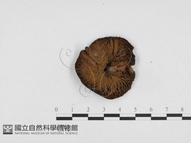 登錄號:F0024441藏品圖，第3張
