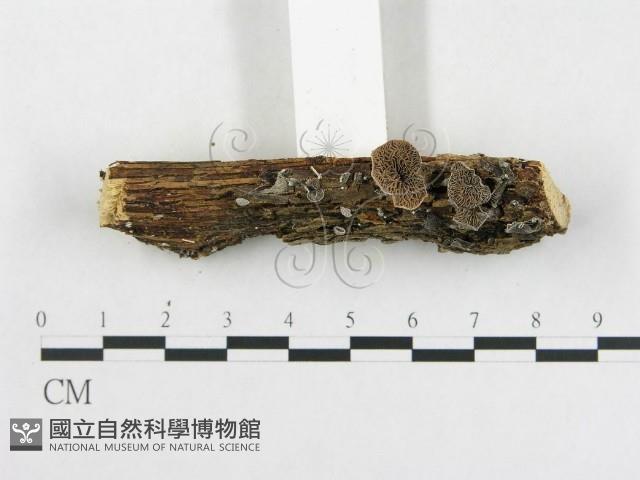 登錄號:F0004441藏品圖，第3張