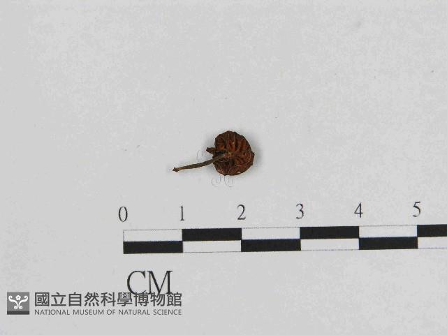 小菇屬藏品圖，第3張