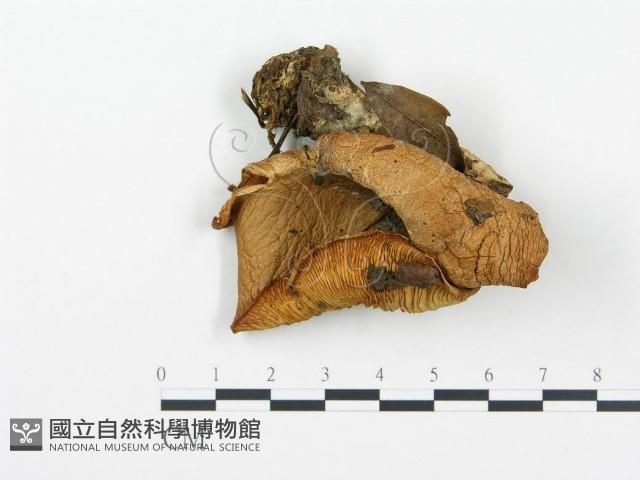 杯傘屬藏品圖，第3張