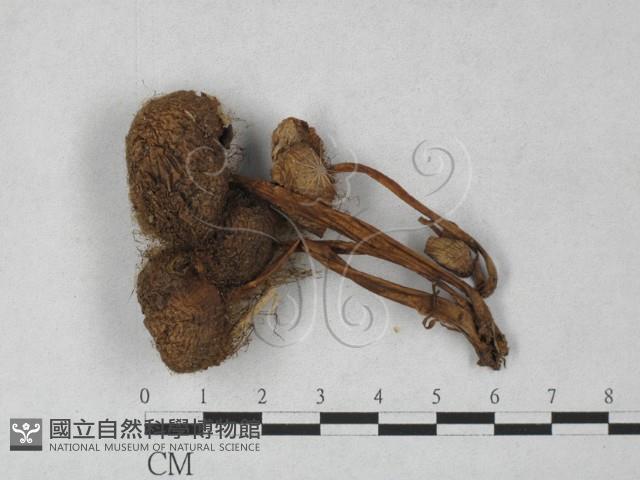 登錄號:F0027441藏品圖，第3張