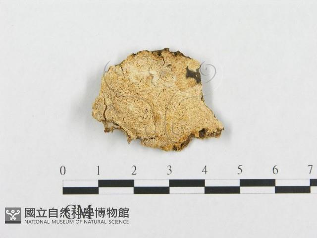 登錄號:F0017441藏品圖，第1張