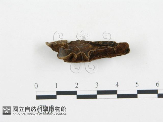 登錄號:F0009441藏品圖，第3張