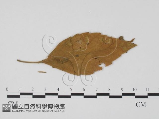 登錄號:F0019441藏品圖，第3張