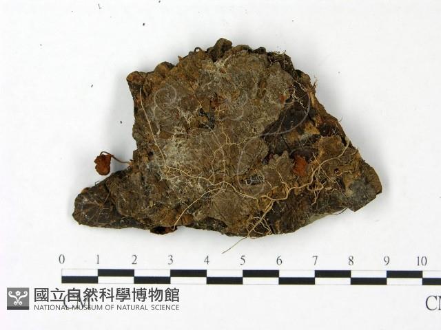 登錄號:F0023441藏品圖，第3張