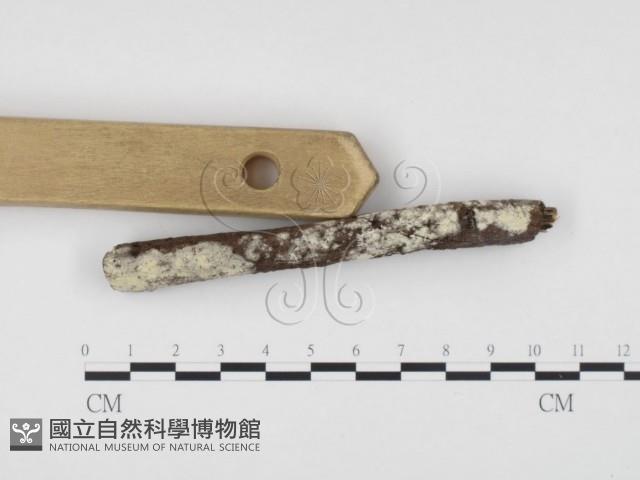 冇骨消絲齒菌藏品圖，第3張