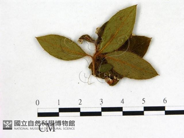 登錄號:F0020741藏品圖，第3張