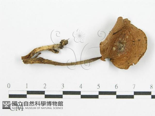 登錄號:F0010741藏品圖，第3張