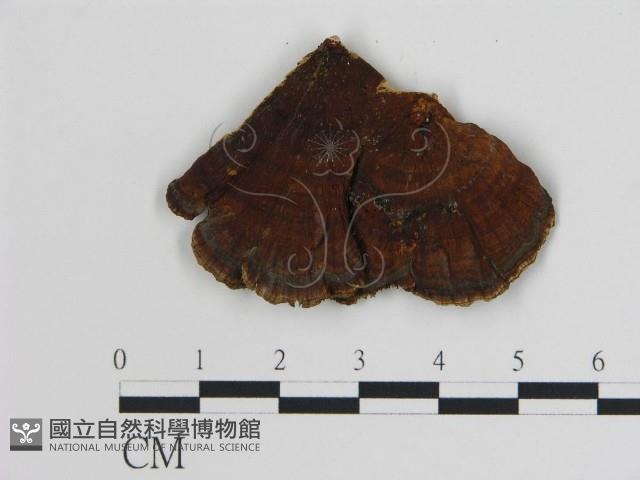 登錄號:F0006741藏品圖，第3張