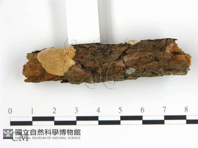 登錄號:F0014741藏品圖，第3張