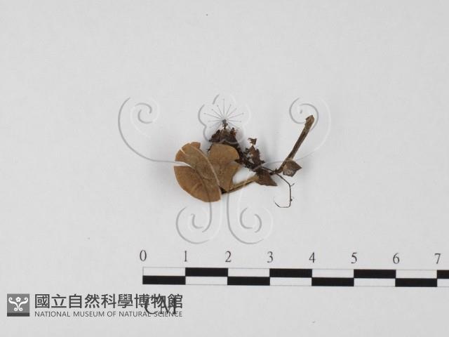 登錄號:F0025741藏品圖，第3張