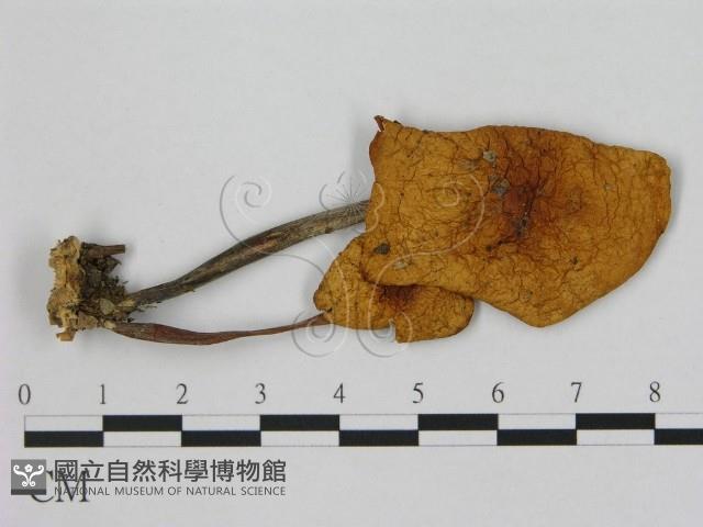 小皮傘屬藏品圖，第3張