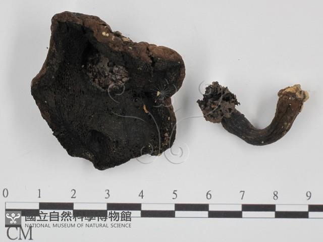 登錄號:F0008541藏品圖，第3張