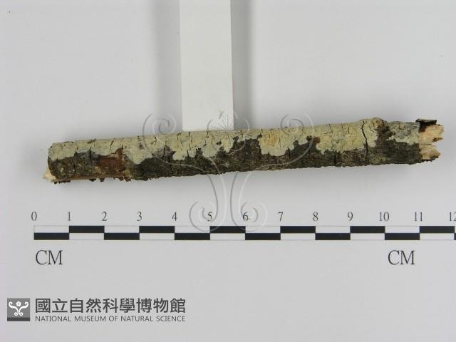 登錄號:F0000541藏品圖，第3張
