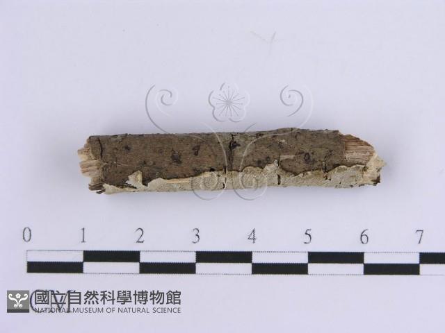 登錄號:F0010541藏品圖，第3張