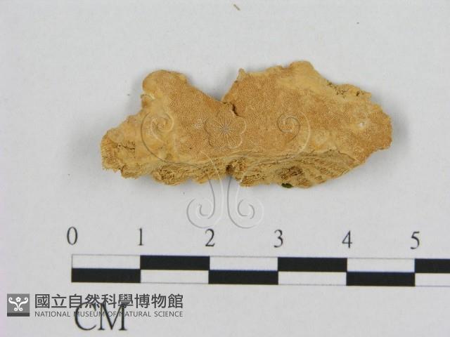 登錄號:F0006541藏品圖，第3張