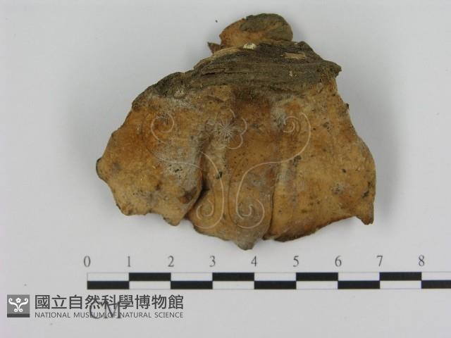 登錄號:F0016541藏品圖，第3張