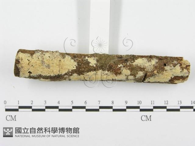 登錄號:F0001541藏品圖，第3張