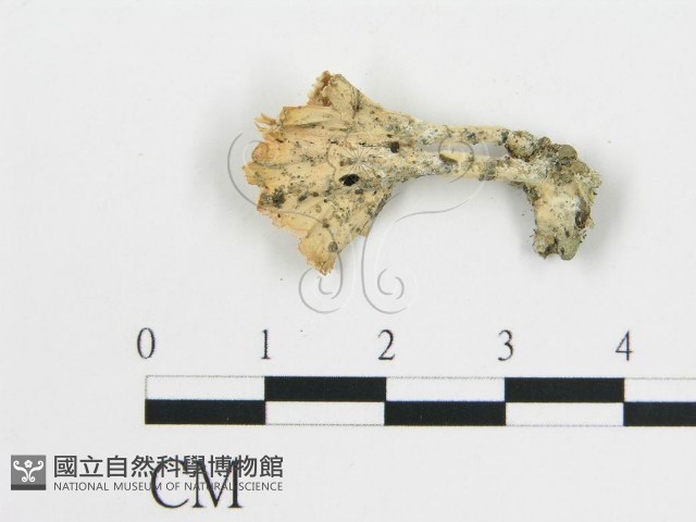 登錄號:F0004541藏品圖，第3張