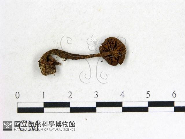 登錄號:F0014541藏品圖，第3張