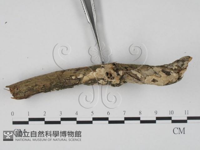 登錄號:F0022541藏品圖，第3張