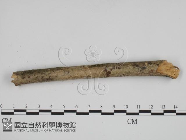 叉絲革菌屬藏品圖，第3張