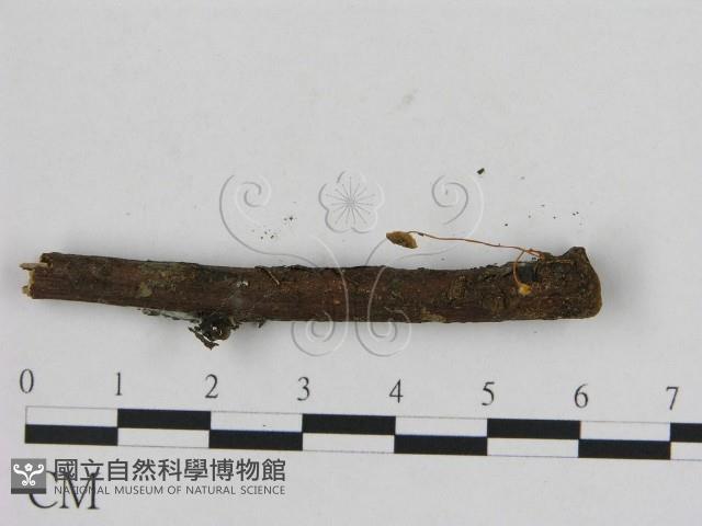 登錄號:F0007541藏品圖，第3張