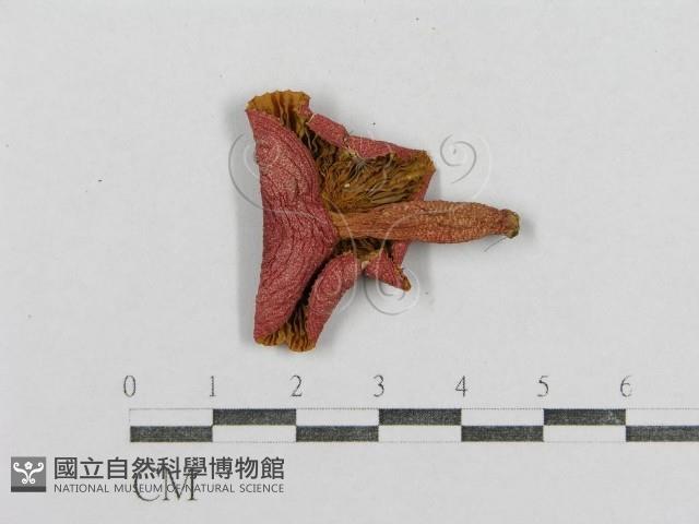 紅菇屬藏品圖，第3張