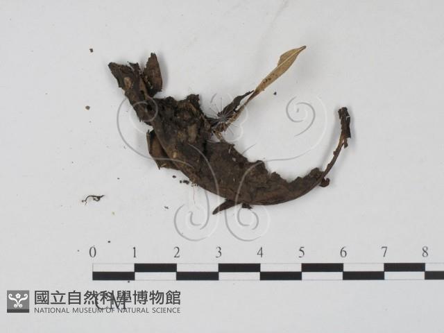 登錄號:F0015541藏品圖，第3張