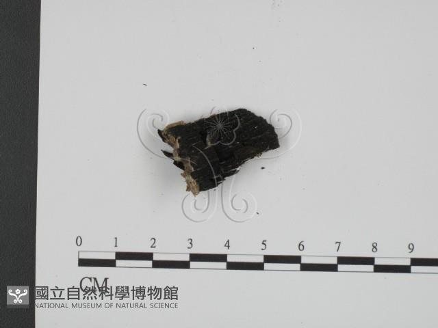 登錄號:F0009541藏品圖，第3張