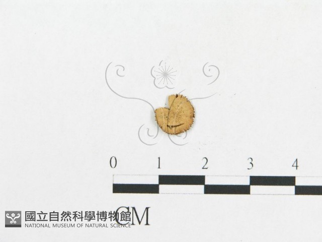 登錄號:F0003541藏品圖，第3張