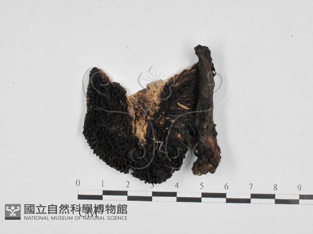 登錄號:F0028141藏品圖，第3張